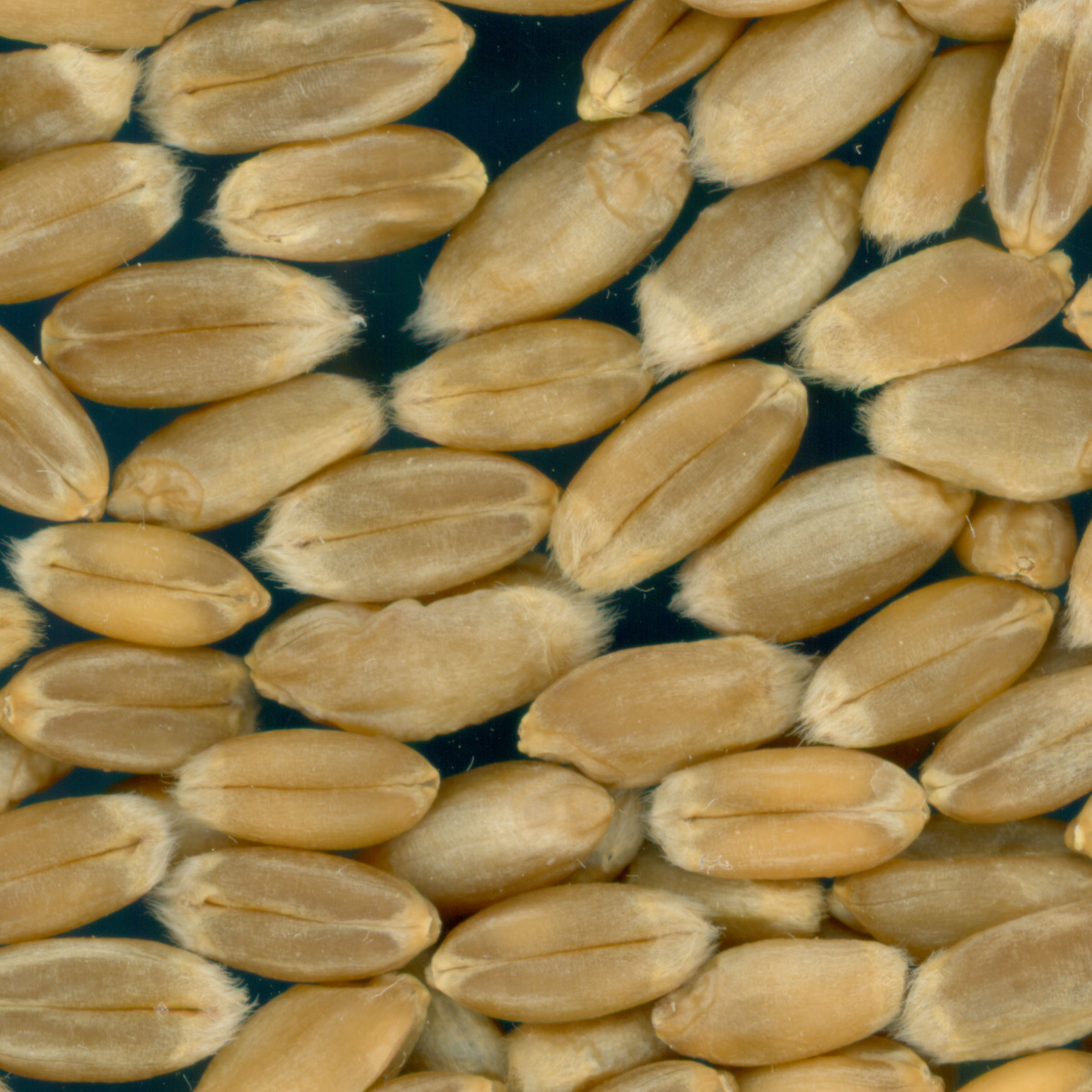 Click for 3 image(s) for this accession. KERNELS